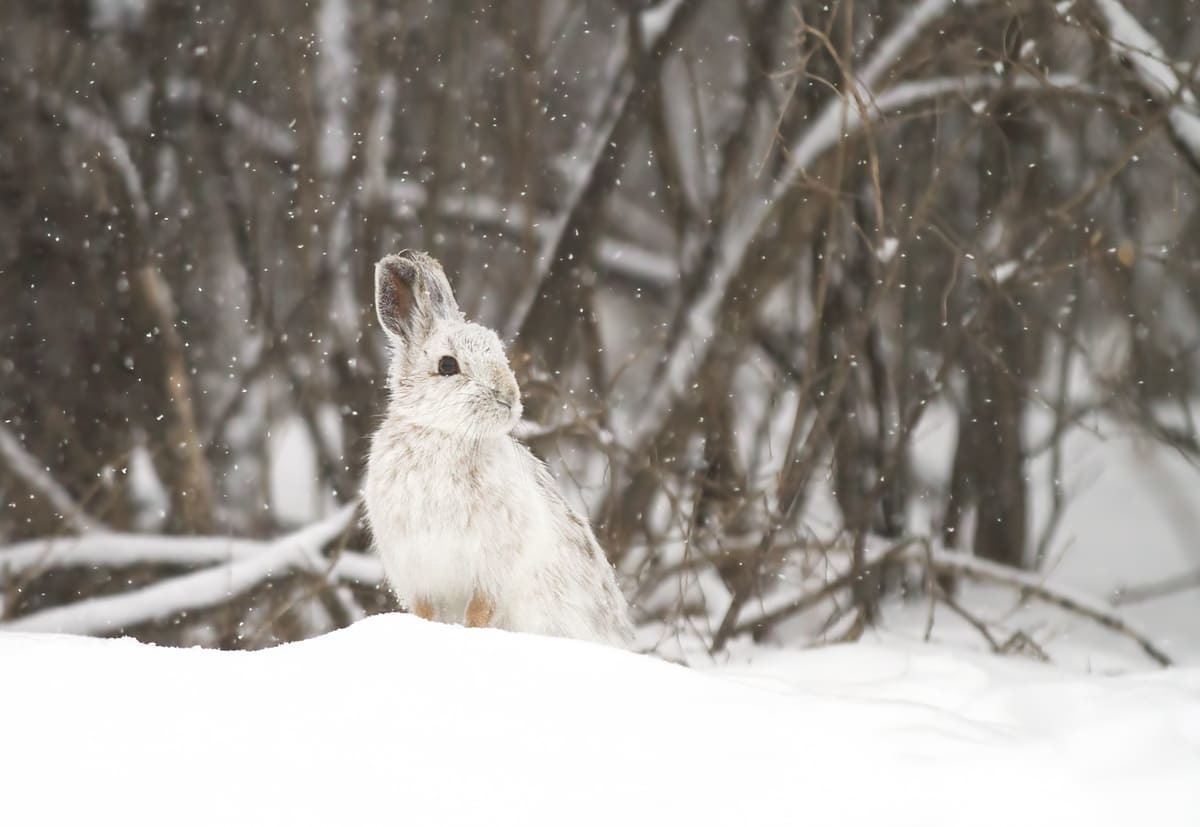 A snowshoe hare in Ontario's winter.